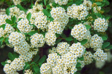 Beyaz çalı üzerinde Spiraea alp bahar çiçeği