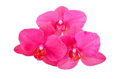 Beyaz arkaplanda izole edilmiş pembe orkide çiçeği.