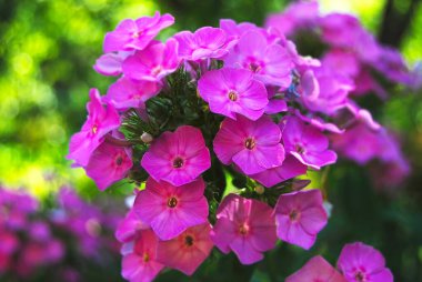 Kırsal çiçek tarhında güzel taze fenox bitkisi