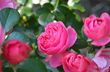 Kırsal çiçek tarhında güzel, taze bir gül çiçeği