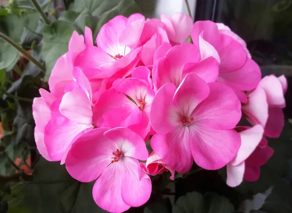 Balmy Geranium Kwiat Naturalnym Tle Gerden — Zdjęcie stockowe