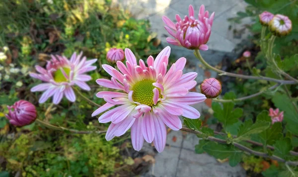 Piękny Wieå Aster Kwiat Wsi Flowerbed — Zdjęcie stockowe