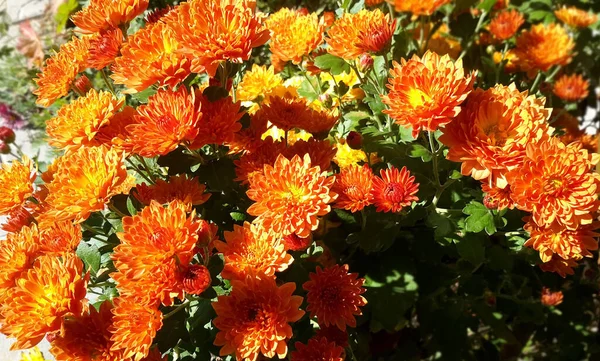 Beautiful Bouquet Many Autumnal Fresh Chrysanthemum — Stock Photo, Image