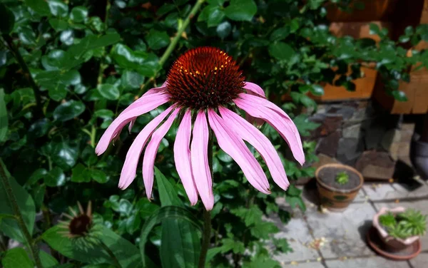 Piękny Kwiat Echinacea Naturalnym Zielonym Tle — Zdjęcie stockowe