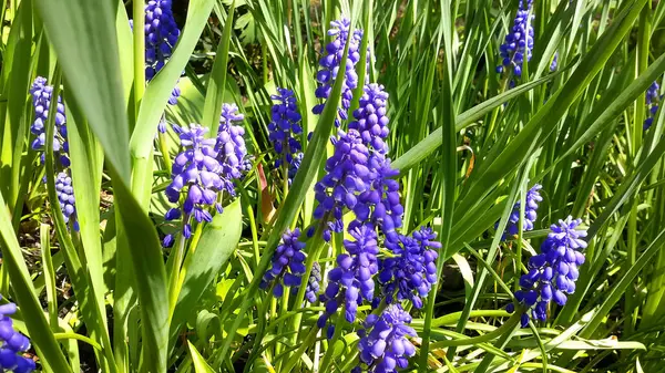 Vacker Färsk Violett Hyacint Lantlig Rabatten — Stockfoto