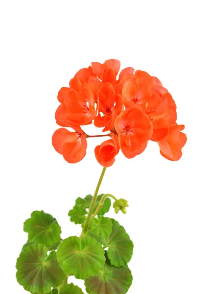 Zachte Geranium Bloem Geïsoleerd Witte Achtergrond — Stockfoto