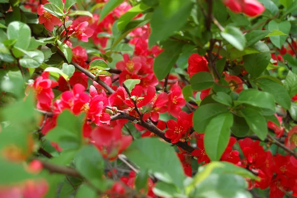 Piękny Czerwony Chaenomeles Japonica Kwiat Gałęzi — Zdjęcie stockowe