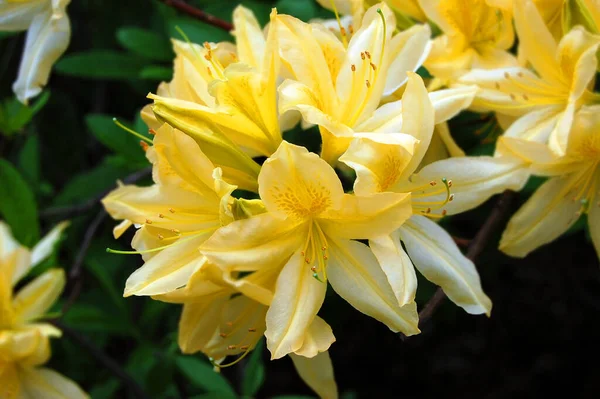 Azalea Rhododendron Molle Blume Don Flower — Stock Photo, Image