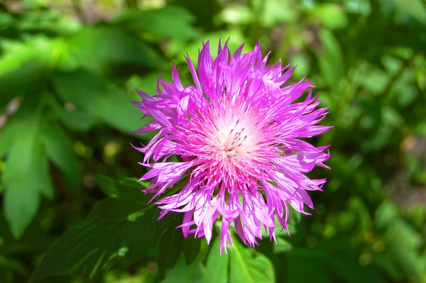 핀푸른 옥수수 Centaurea — 스톡 사진