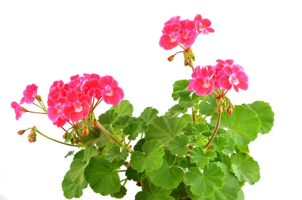 Fleur Géranium Douce Isolée Sur Fond Blanc — Photo