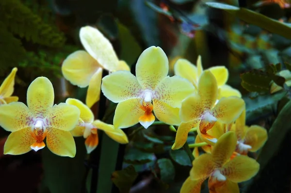 Желтый Цветок Орхидеи Фоне Природного Сада — стоковое фото
