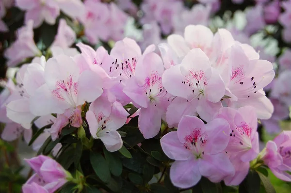 Azálea Rhododendron Molle Blume Don Flor — Fotografia de Stock