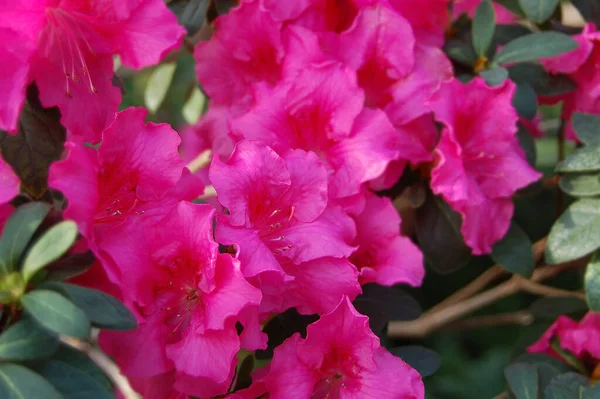 Азалия Rhododendron Molle Блюм Дон Цветок — стоковое фото
