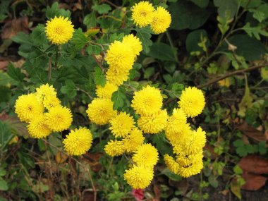 Birçok sonbahar taze kasımpatısından güzel bir buket.