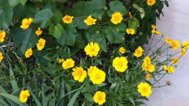 Güzel kırsal çiçek tarhında sarı çiçek açan koreopsis