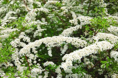 Beyaz çalı üzerinde Spiraea alp bahar çiçeği