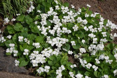 Bahçedeki çiçeklikte beyaz ırk ihlalleri