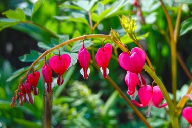 Kırsal çiçek tarhında güzel taze dicentra çiçeği