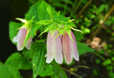 Kırsal çiçek tarhında güzel taze Campanula çiçeği