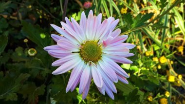 Kırsal çiçek tarhında güzel, taze bir paskalya çiçeği