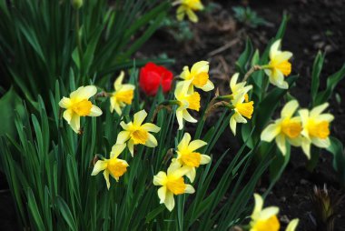 Kırsal çiçek tarhında taze narsis bitkisi