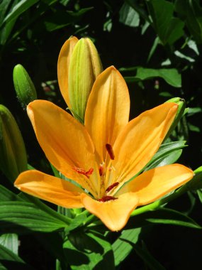 Kırsal çiçek tarhında güzel sarı zambak