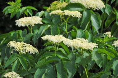 Doğal yeşil arka planda beyaz mürver çiçeği