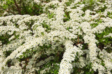 Beyaz çalı üzerinde Spiraea alp bahar çiçeği