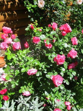 Kırsal çiçek tarhında güzel, taze bir gül çiçeği