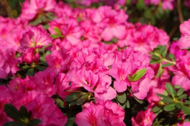 Azalea (Rhododendron molekülü. Blume. G. Don) Çiçek