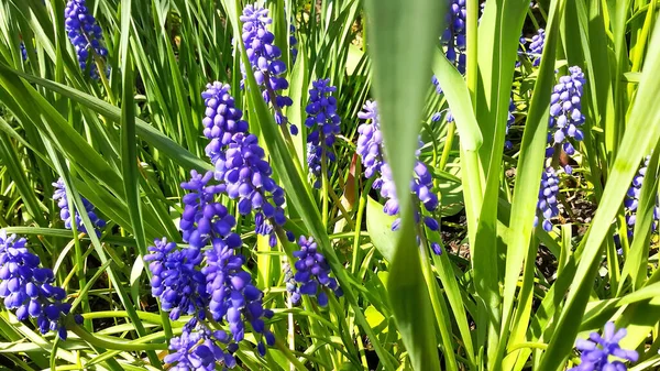 Prachtige Frisse Violette Hyacint Landelijke Bloembed — Stockfoto