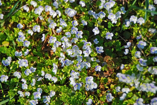 Hermosa Flor Olvido Myosotis Con Flor Fresca Bálsamo —  Fotos de Stock