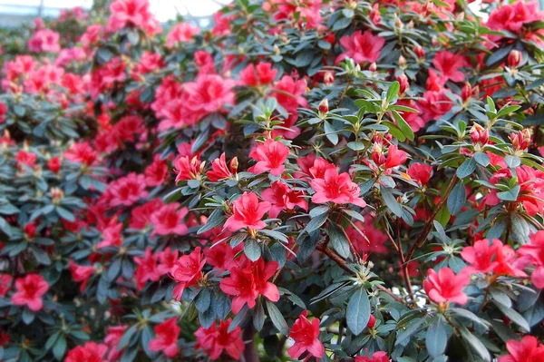 Azálea Rhododendron Molle Blume Don Flor — Fotografia de Stock