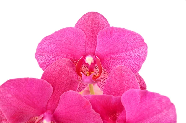 Pink Orchid Flower Isolated White Background — Stock Photo, Image