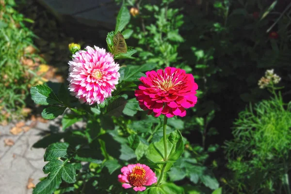 Schöne Frische Zinnien Und Dahlienblüten Ländlichen Beet — Stockfoto