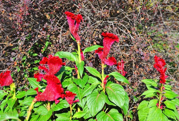 Celosia Cristata Flor Sobre Fundo Verde Natural — Fotografia de Stock