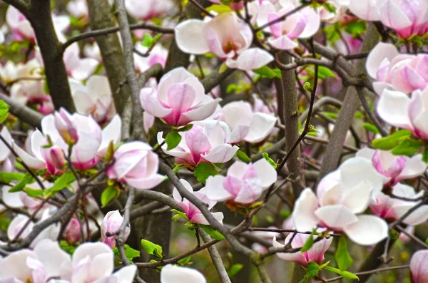Piękne Drzewo Magnolia Bloomy Dużymi Różowymi Kwiatami — Zdjęcie stockowe