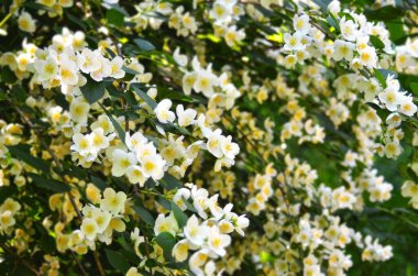 Güzel beyaz yasemin çiçeği, Bialy Karzel doğur