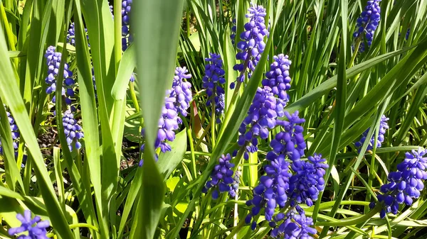 Prachtige Frisse Violette Hyacint Landelijke Bloembed — Stockfoto