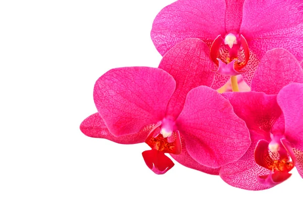 Růžová Orchidej Květiny Izolované Bílém Pozadí — Stock fotografie