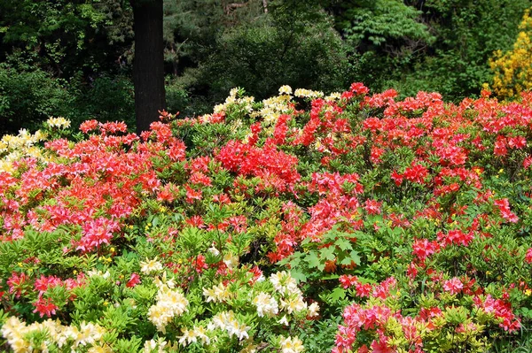 Азалия Rhododendron Molle Блюм Дон Цветок — стоковое фото