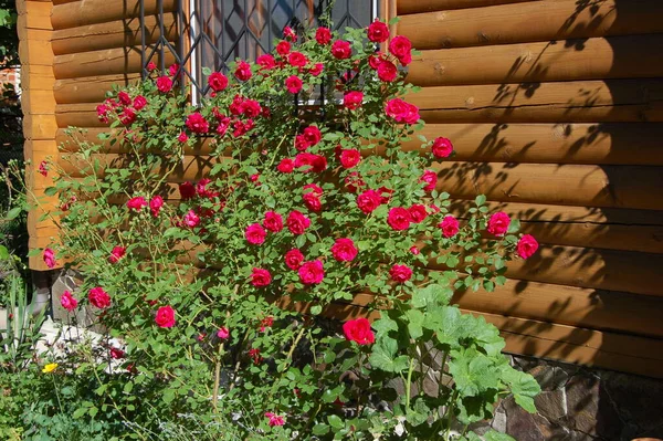Gyönyörű Friss Rózsa Virág Vidéki Virágágyásban — Stock Fotó