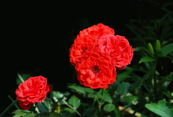 Belle Fleur Rose Fraîche Dans Lit Fleurs Rurales — Photo