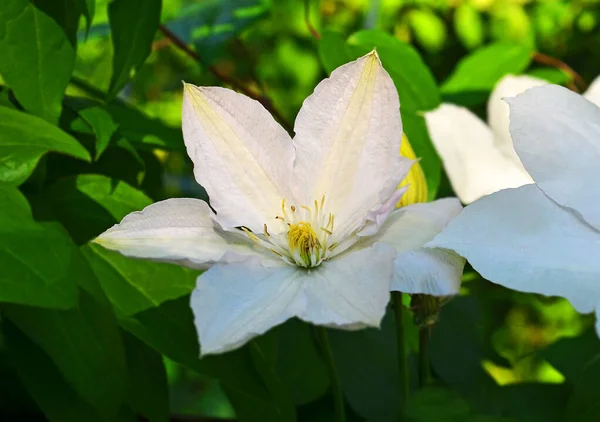 Balmy Clematis Kwiat Nad Naturalnym Zielonym Tle — Zdjęcie stockowe