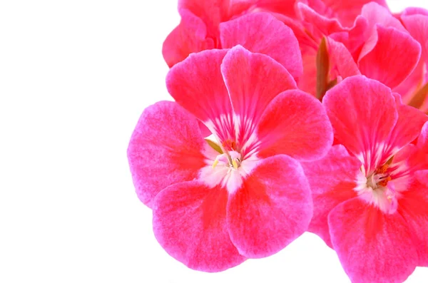Balmy Geranium Flower Isolated White Background — Stock Photo, Image