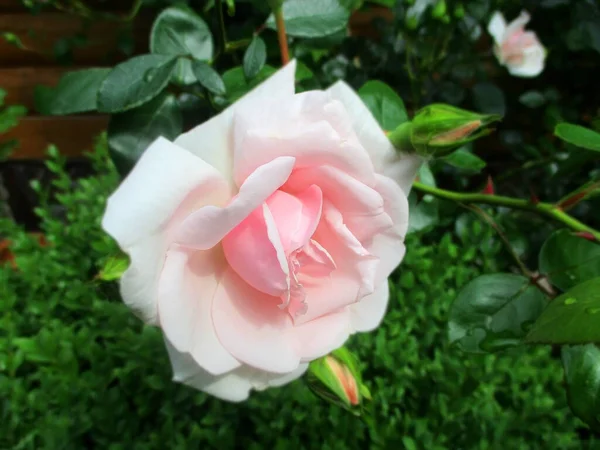 Hermosa Flor Rosa Fresca Macizo Flores Rural —  Fotos de Stock