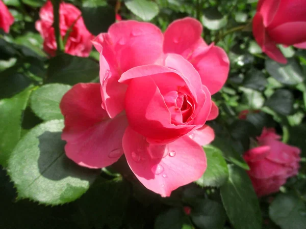 Bella Rosa Fresca Fiore Aiuola Rurale — Foto Stock