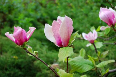 Büyük pembe çiçekleri olan güzel çiçekli manolya ağacı.