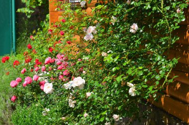 Kırsal çiçek tarhında güzel, taze bir gül çiçeği
