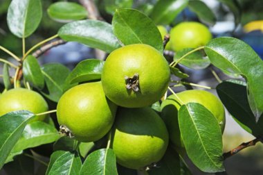 Ağacın dalında yeşil armut